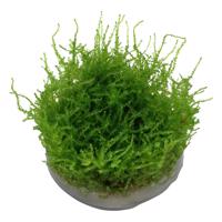 Tropica akvarijní rostlina Vesicularia montagnei 'Christmas'