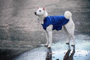 Vsepropejska Dasty bunda pro psa s reflexními prvky Barva: Modrá, Délka zad (cm): 40, Obvod hrudníku: 50 - 64 cm